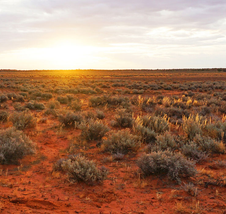 Australian plain field